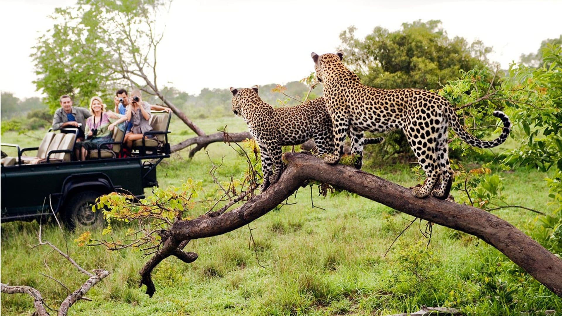 Los mejores destinos para hacer un safari en Sudáfrica