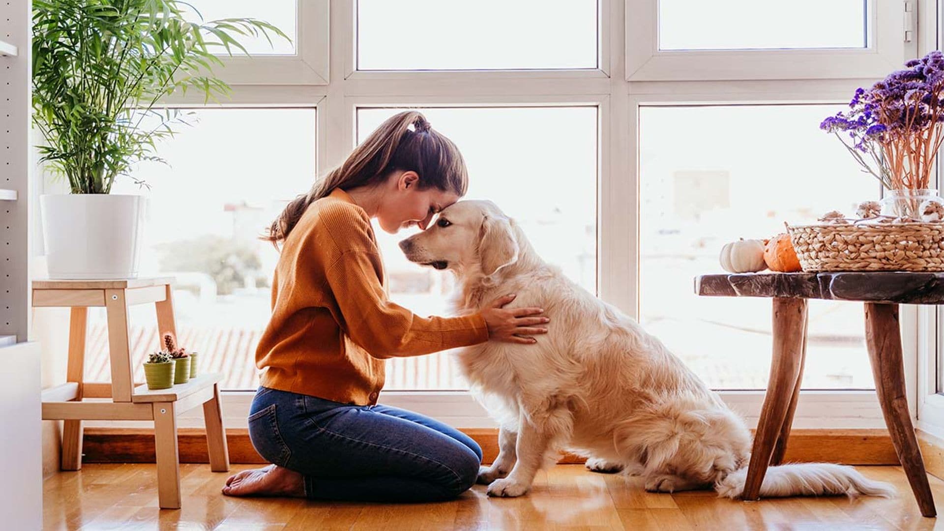 Cómo limpiar la casa cuando convives con una mascota