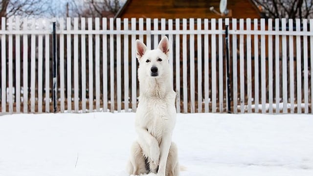 pastor blanco suizo el perro de genoveva 1