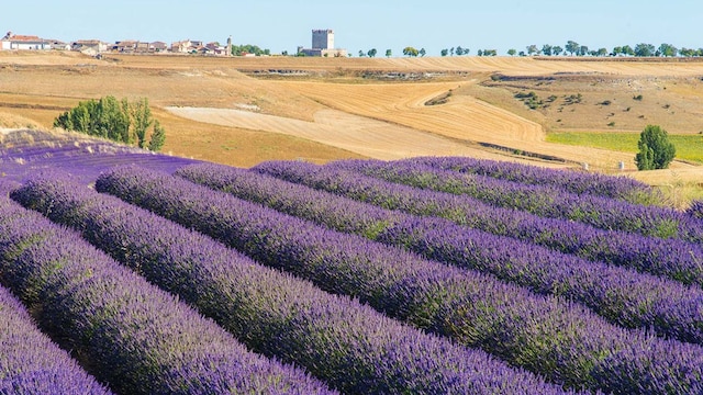 tiedra de lavanda1