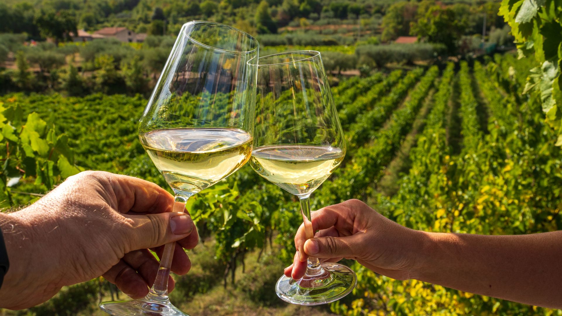 Planes gastro para empezar el curso con ganas: cocina llena de alma, vendimia con cata de vinos, tapas ¡y mucho más!