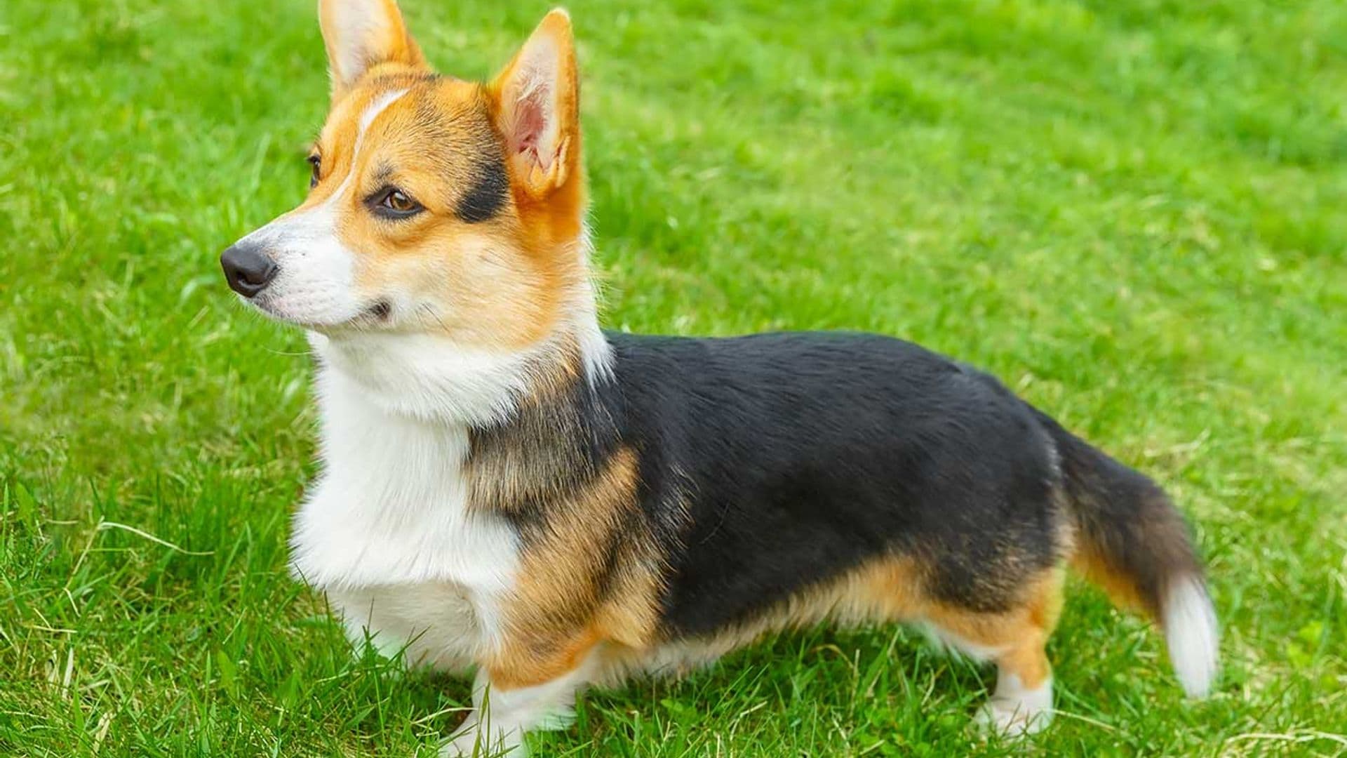 El corgi galés de Pembroke, la adorable raza de perro que ha conquistado a la reina Isabel II