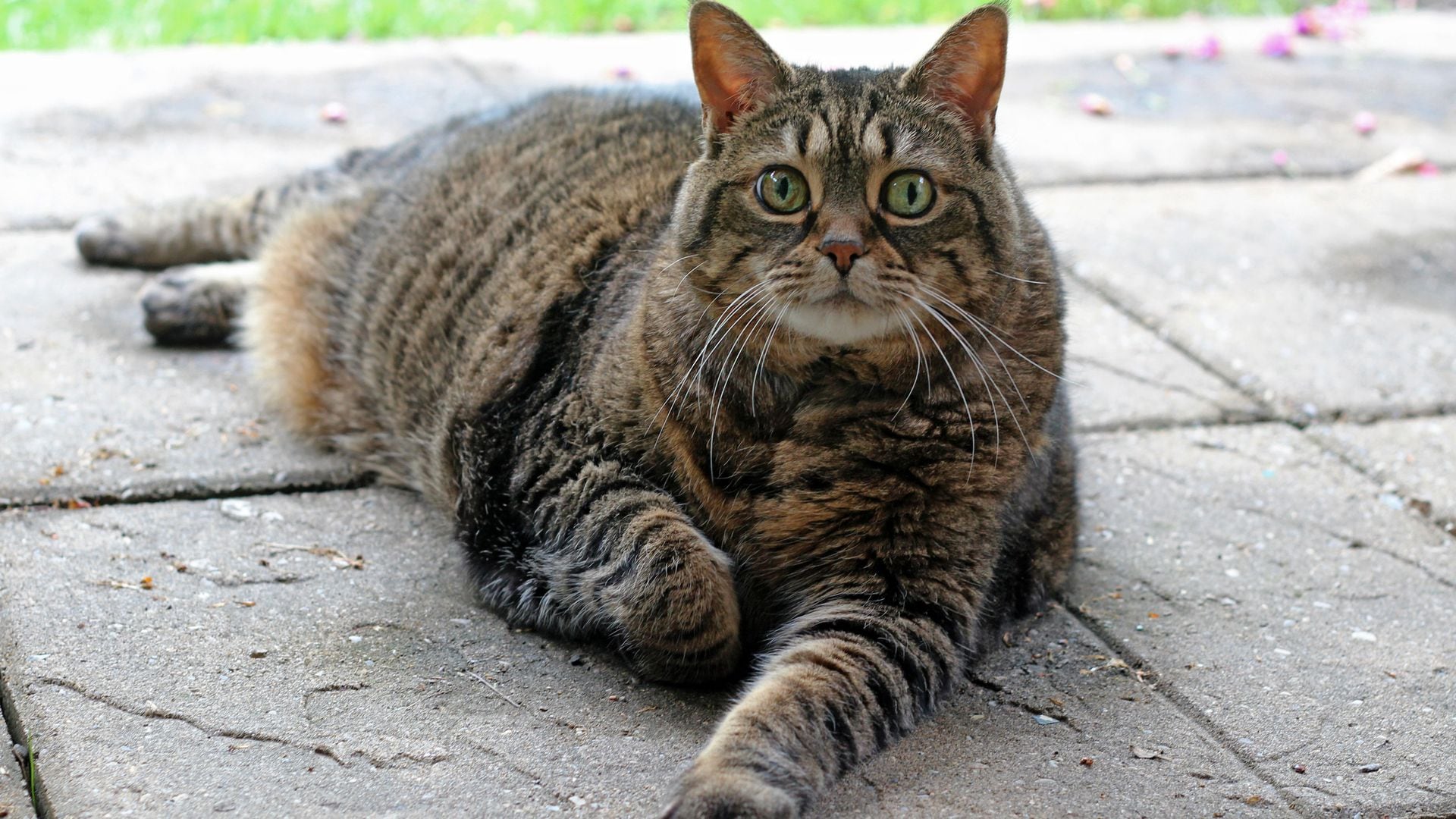 Gato con sobrepeso 