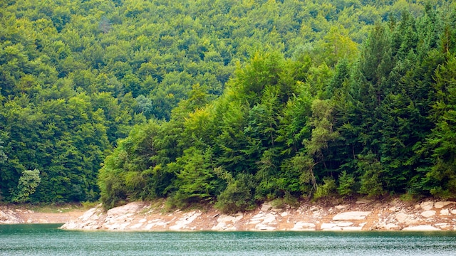 Selva de Irati, embalse de Irabia, Navarra