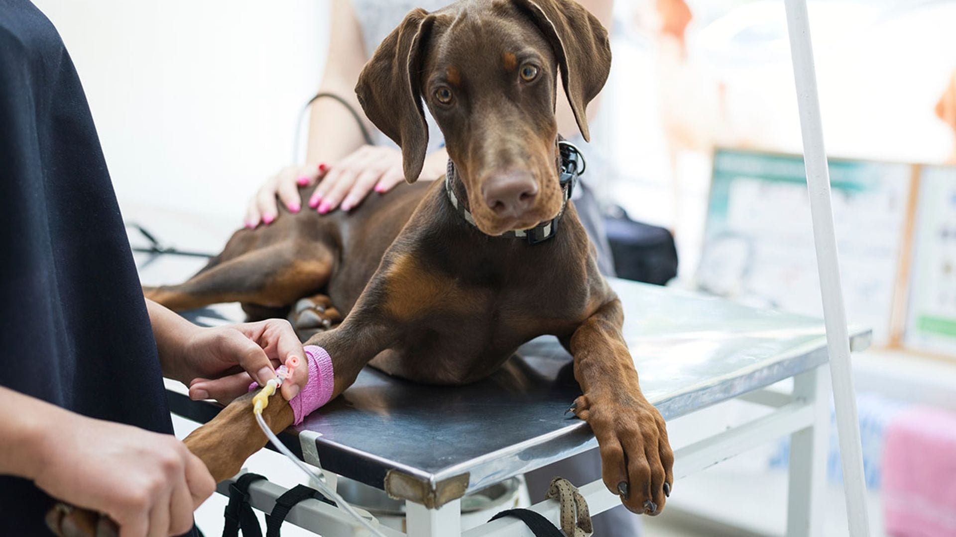 ¿Sabías que tu perro o tu gato también pueden donar sangre?