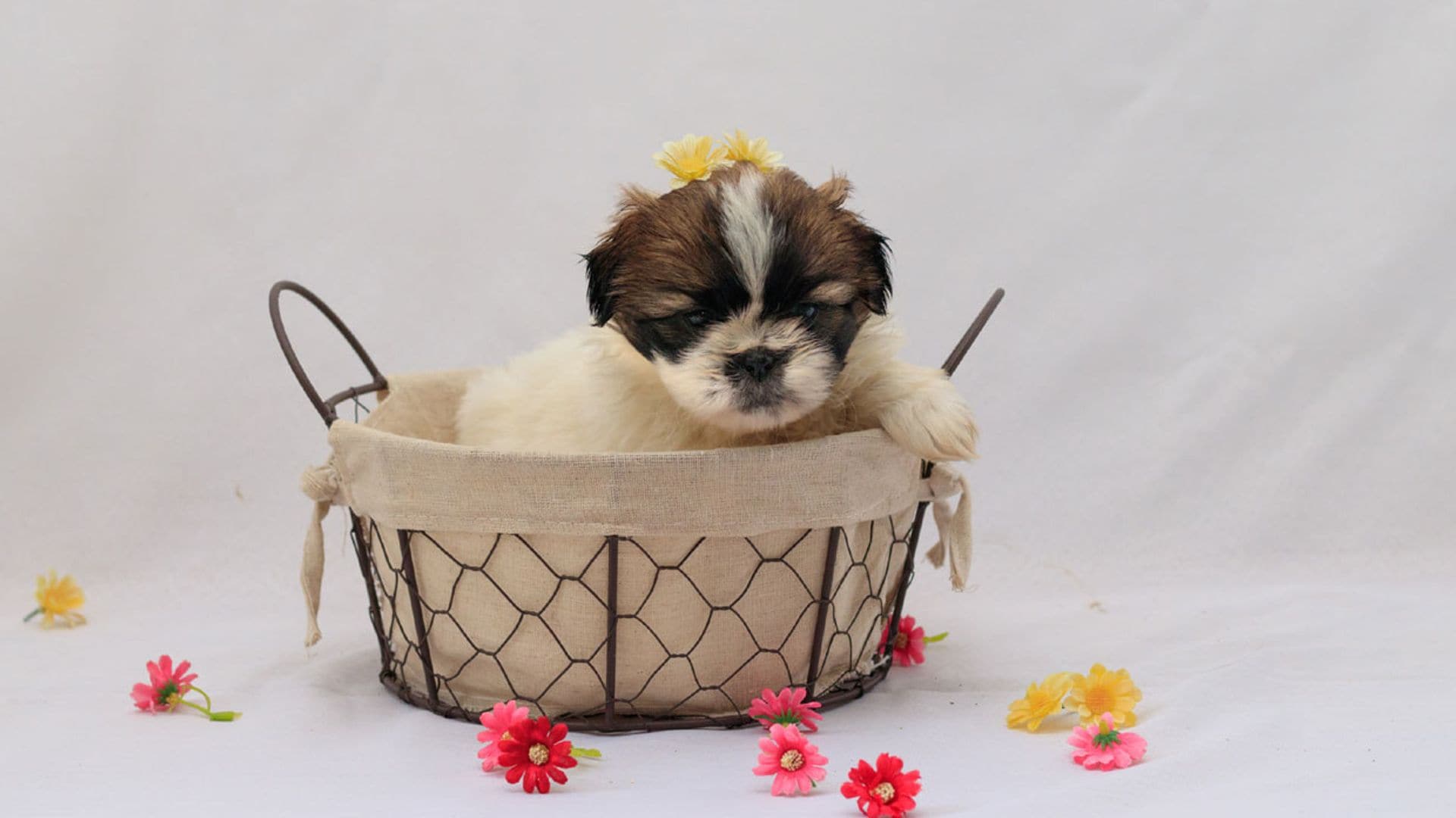 Descubre al shih tzu, un pequeñín adorable que casi no ladra