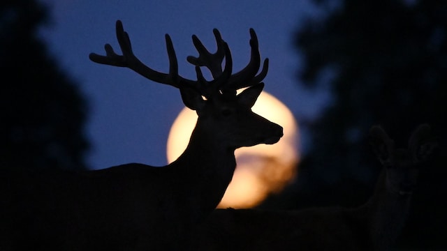 luna de ciervo