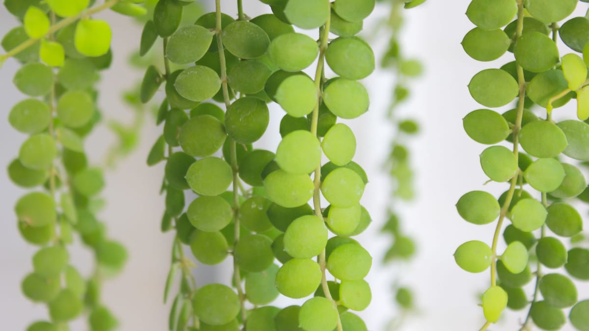 Cadena de monedas ( Dischidia nummularia ): una planta fácil de cuidar, ideal para espacios pequeños y perfecta para decorar tu casa