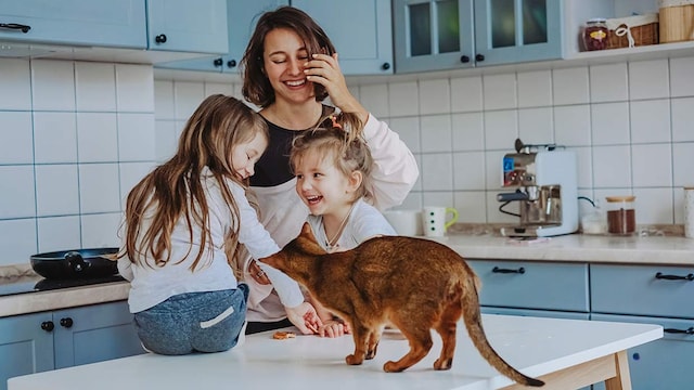 gatos tienen persona favorita