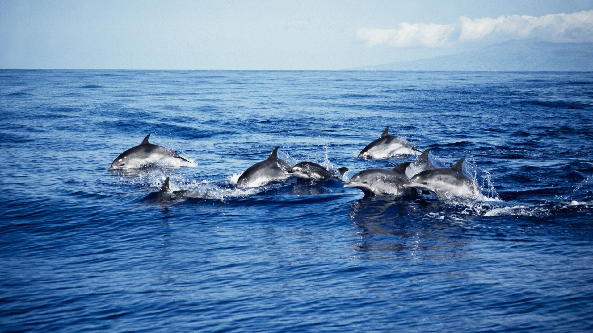 Delfines en libertad
