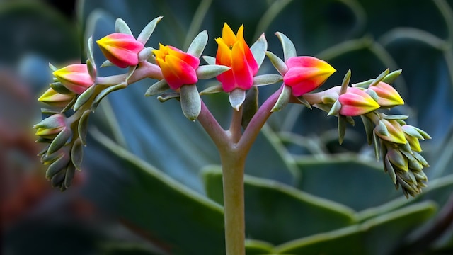 Floración de Crasuláceas - Echeveria