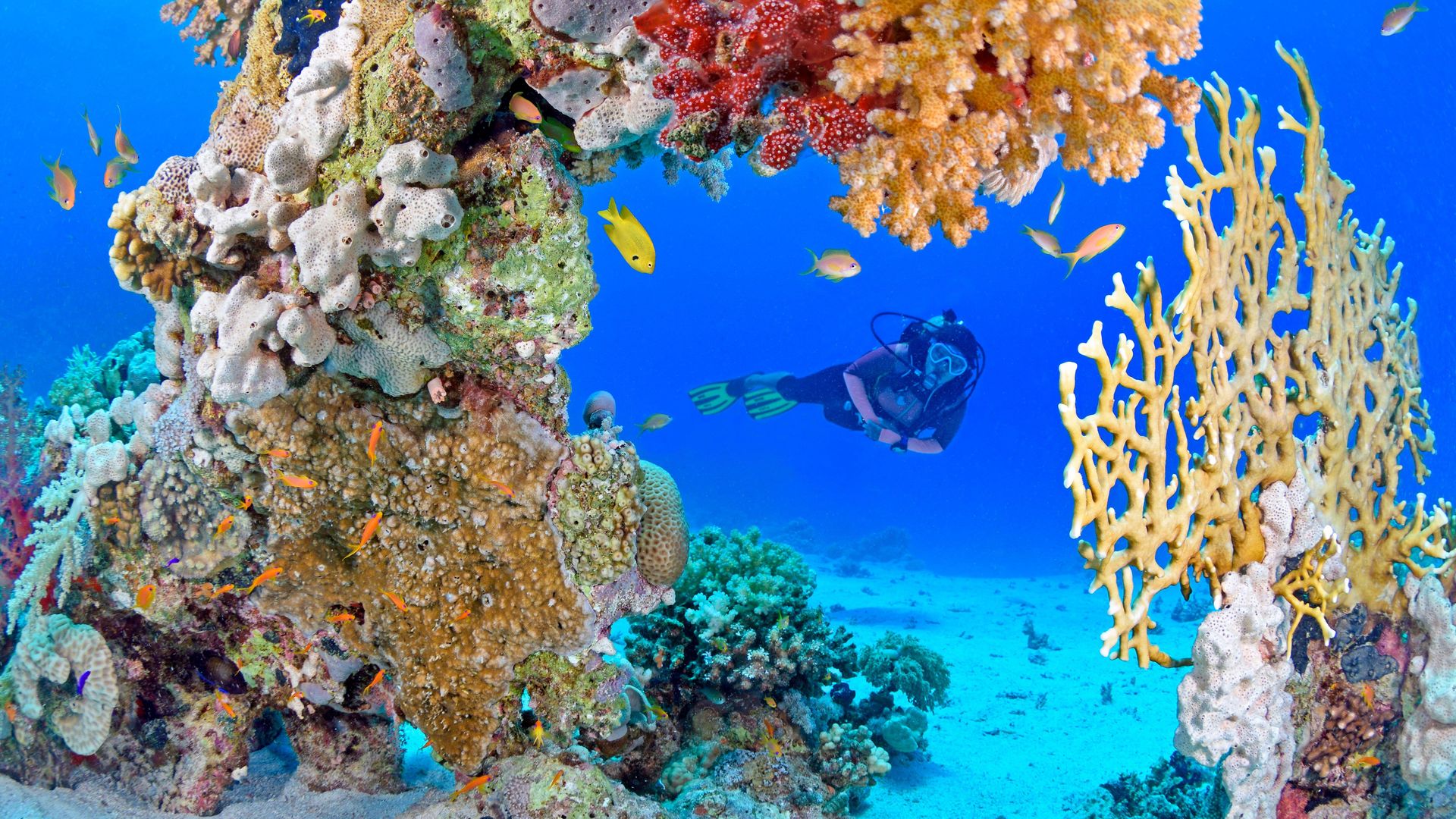 Buceo en los arrecifes de coral del mar Rojo, Egipto 