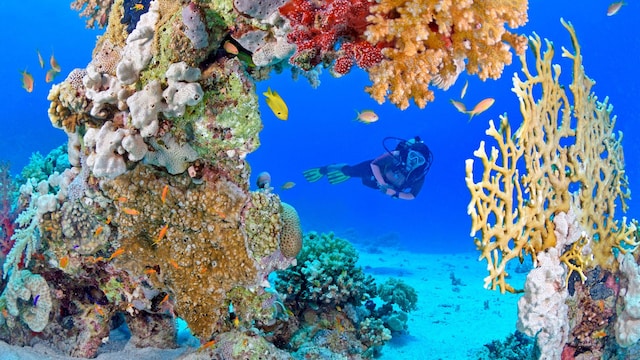 Buceo en los arrecifes de coral del mar Rojo, Egipto 
