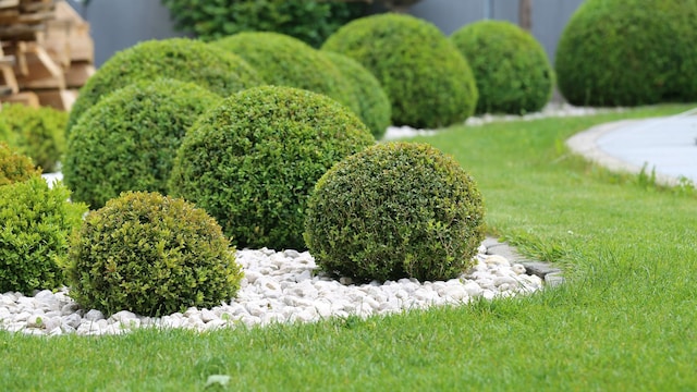Plantas de boj