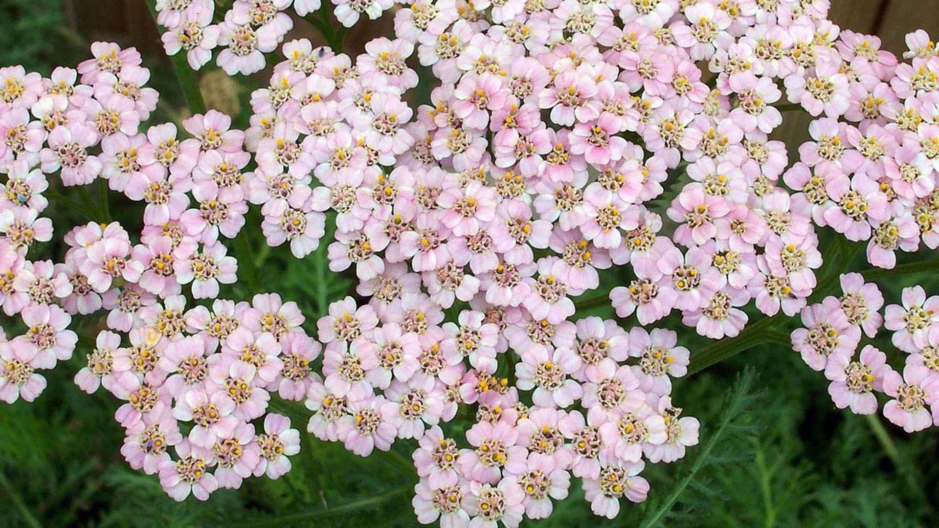 Aquilea o milenrama, una flor para el verano