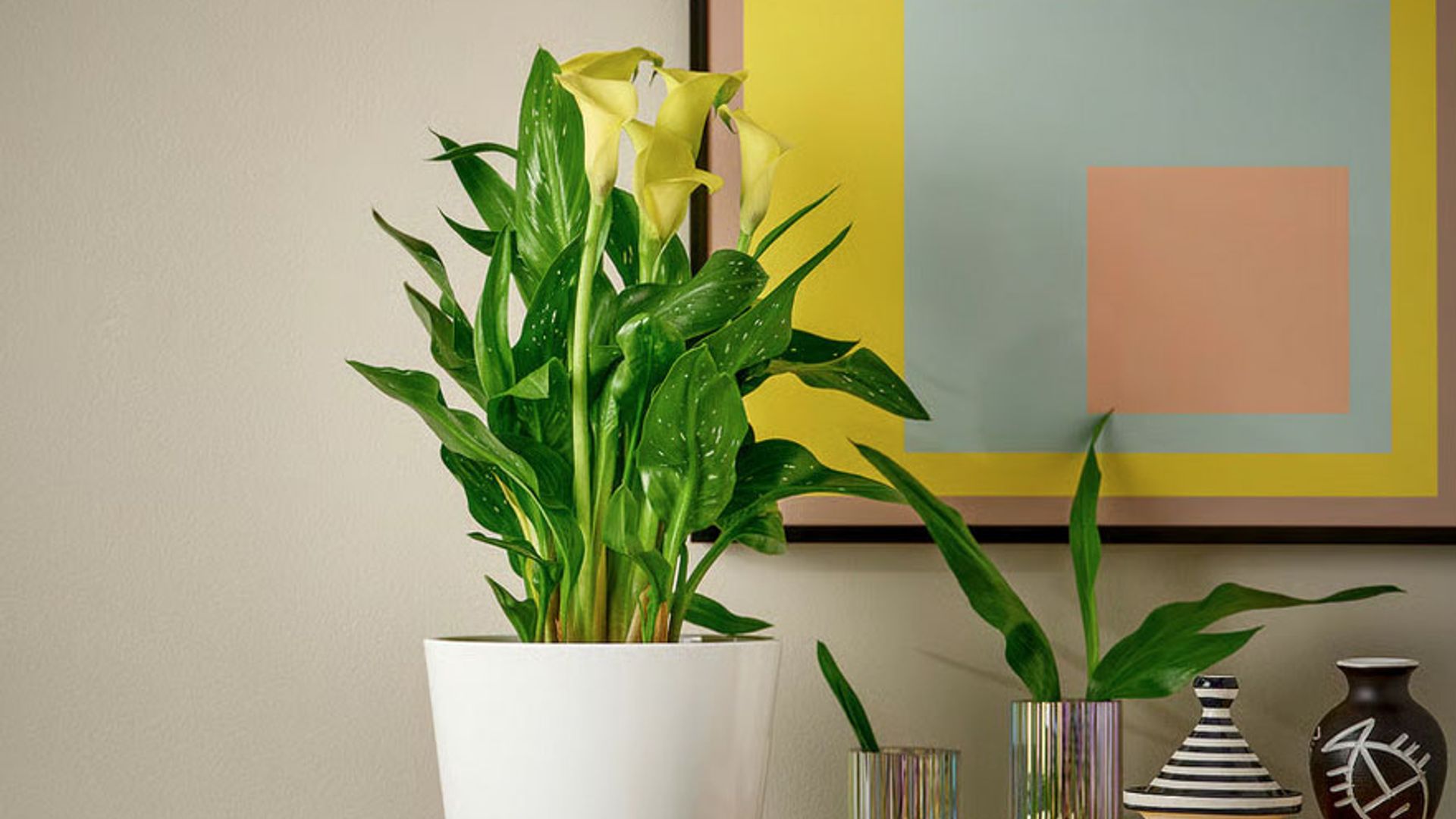 Calas en interiores: cómo cultivarlas y cuidarlas fácilmente para una floración espectacular