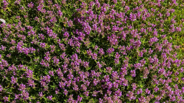 Tomillo serpol o del monte ('Thymus serpyllum') 