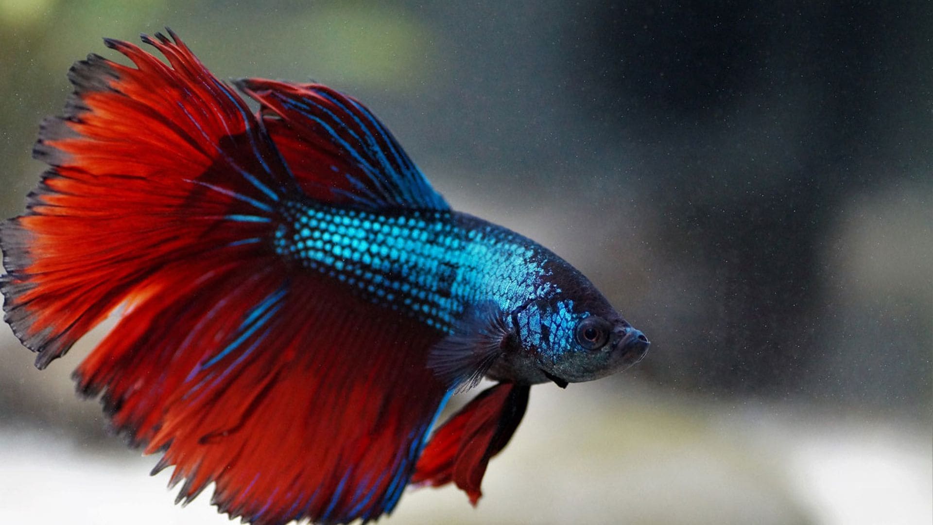 Pez betta o luchador de Siam: elegancia y belleza en el acuario