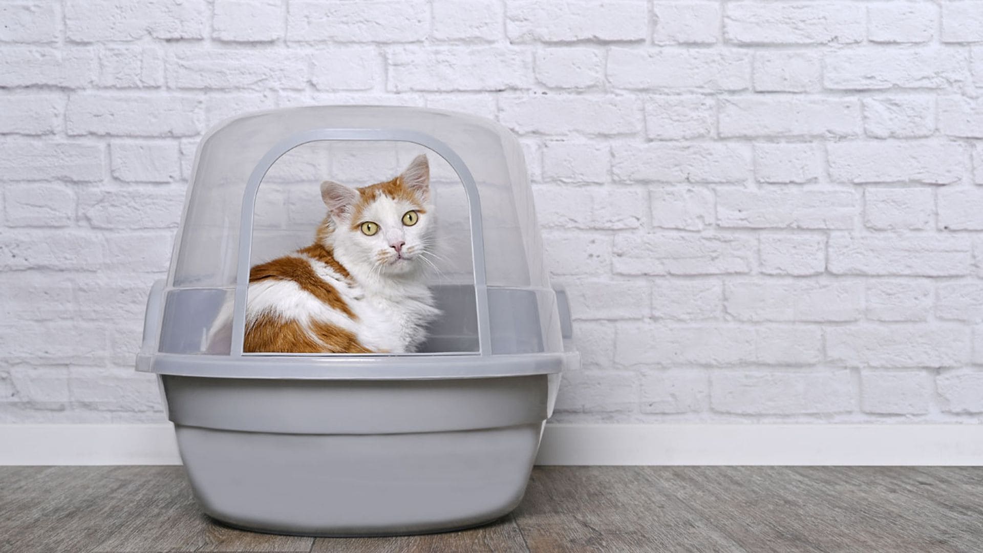 ¿Pensando en un arenero autolimpiable para tu gato? Esto es lo que tienes que tener en cuenta