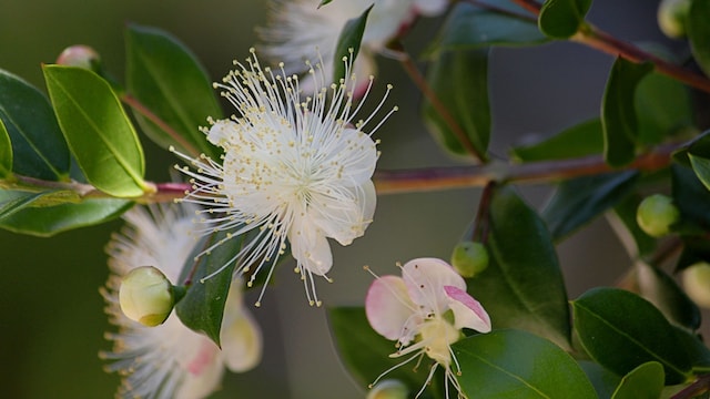 Flor del mirto (Myrtus communis)