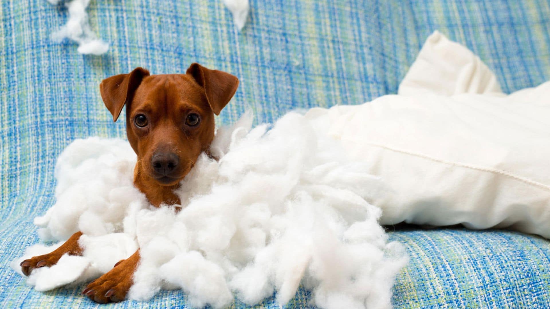 ¿Por qué mi perro cachorro lo muerde todo?
