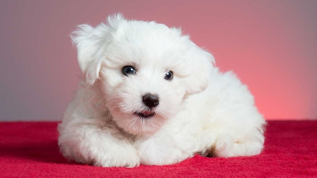 enfermedades bichon maltes