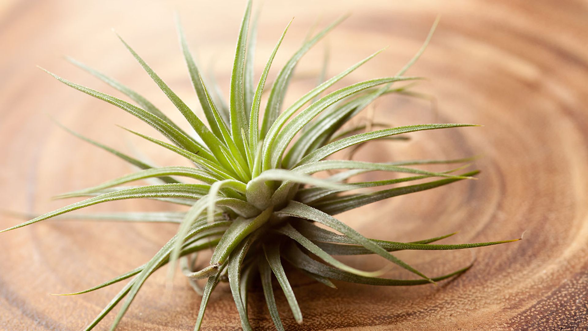 Sabes cmo cultivar plantas de aire?