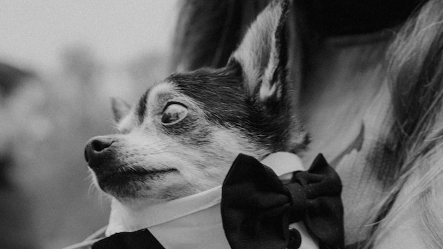 Zambu, el perrito de Gala González