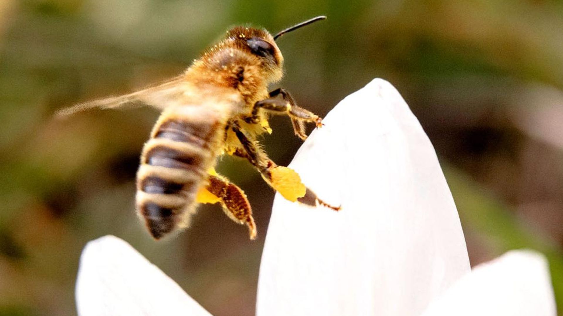 Arrancan las intensas jornadas laborales de las abejas