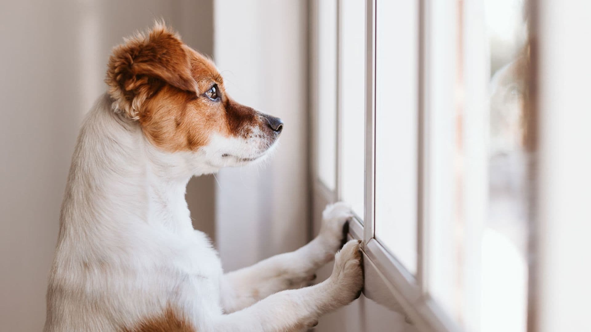 Así puedes acostumbrar a tu perro a que se quede solo en casa
