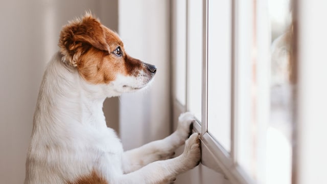 perro solo casa