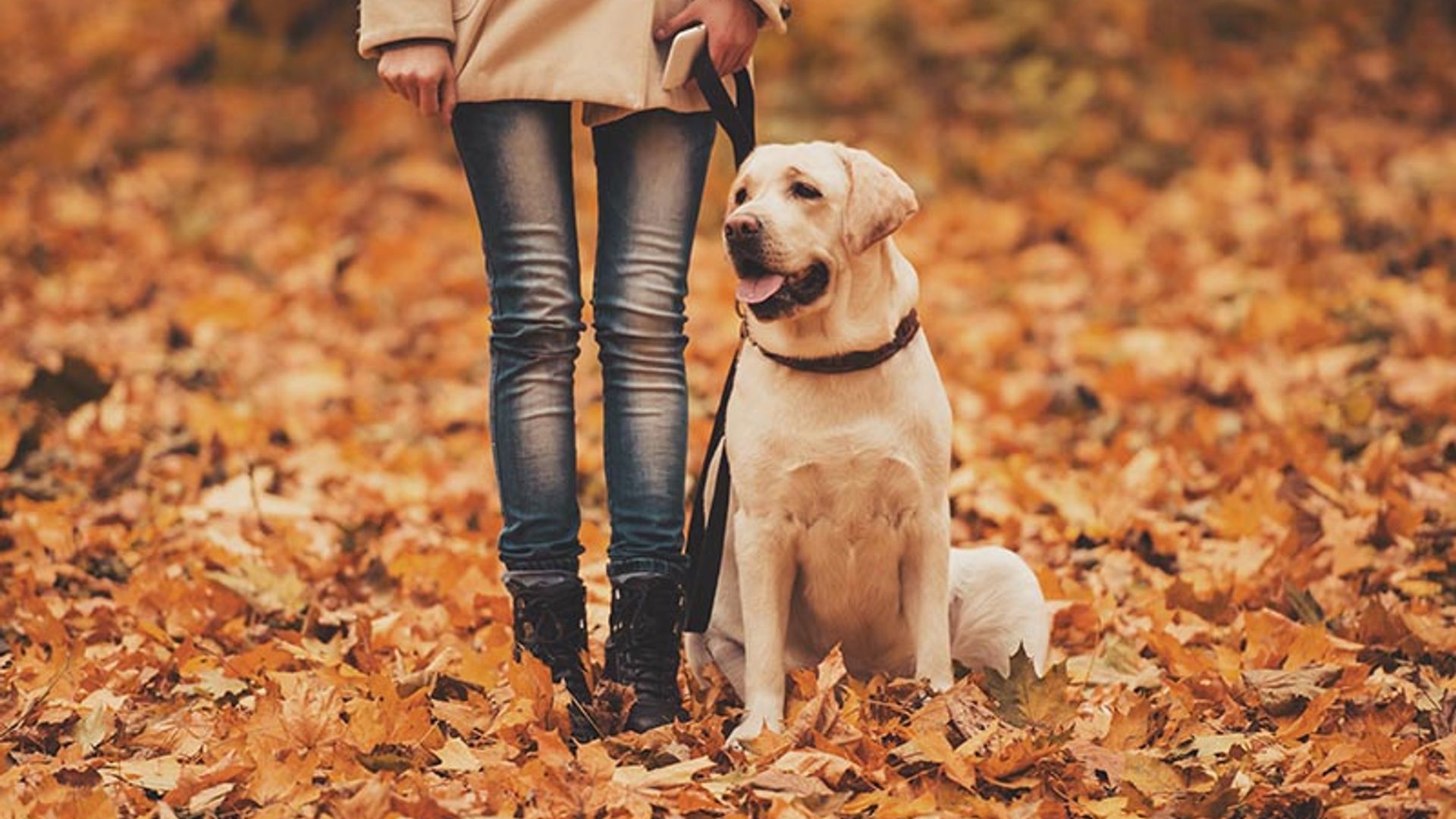 Los cuidados que va a necesitar tu perro con la llegada del otoño