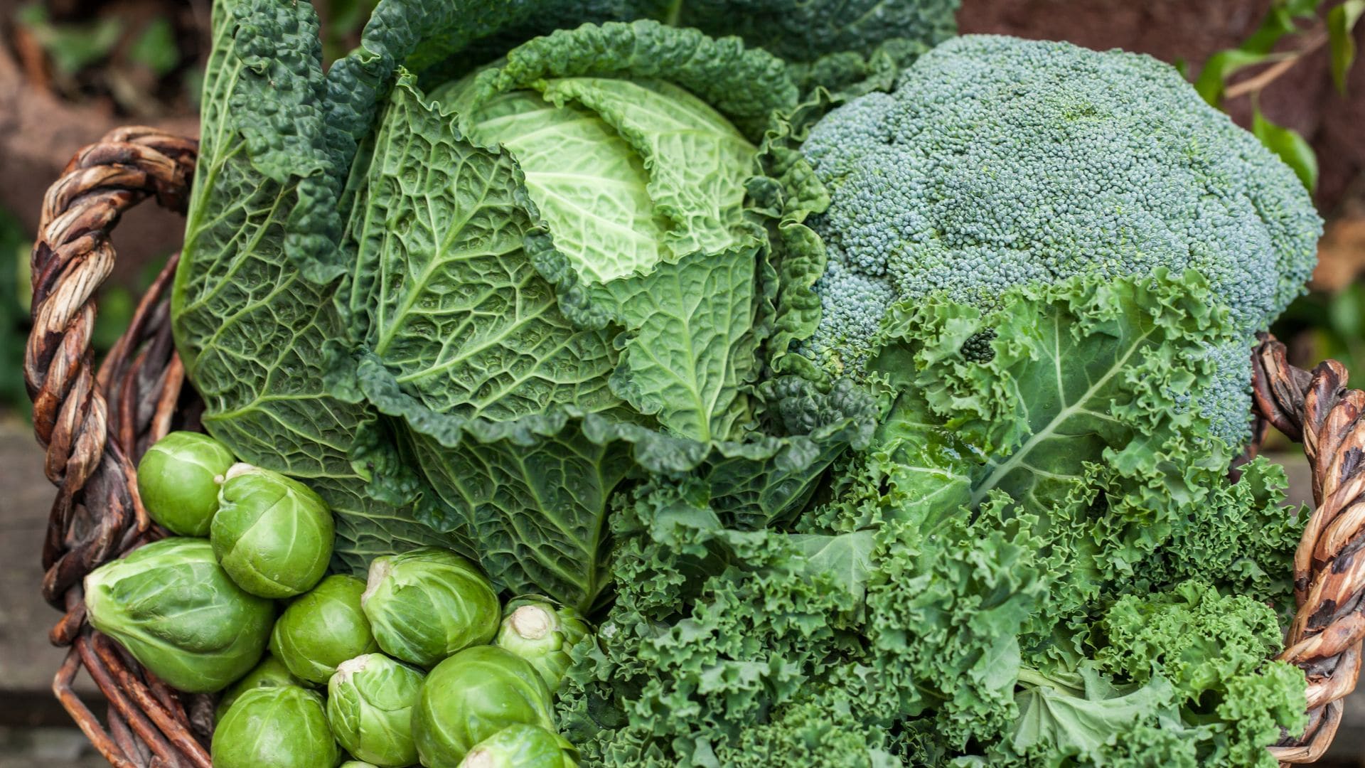 Toni Jardón, experto en horticultura: “los huertos sucumben en invierno por falta de organización”