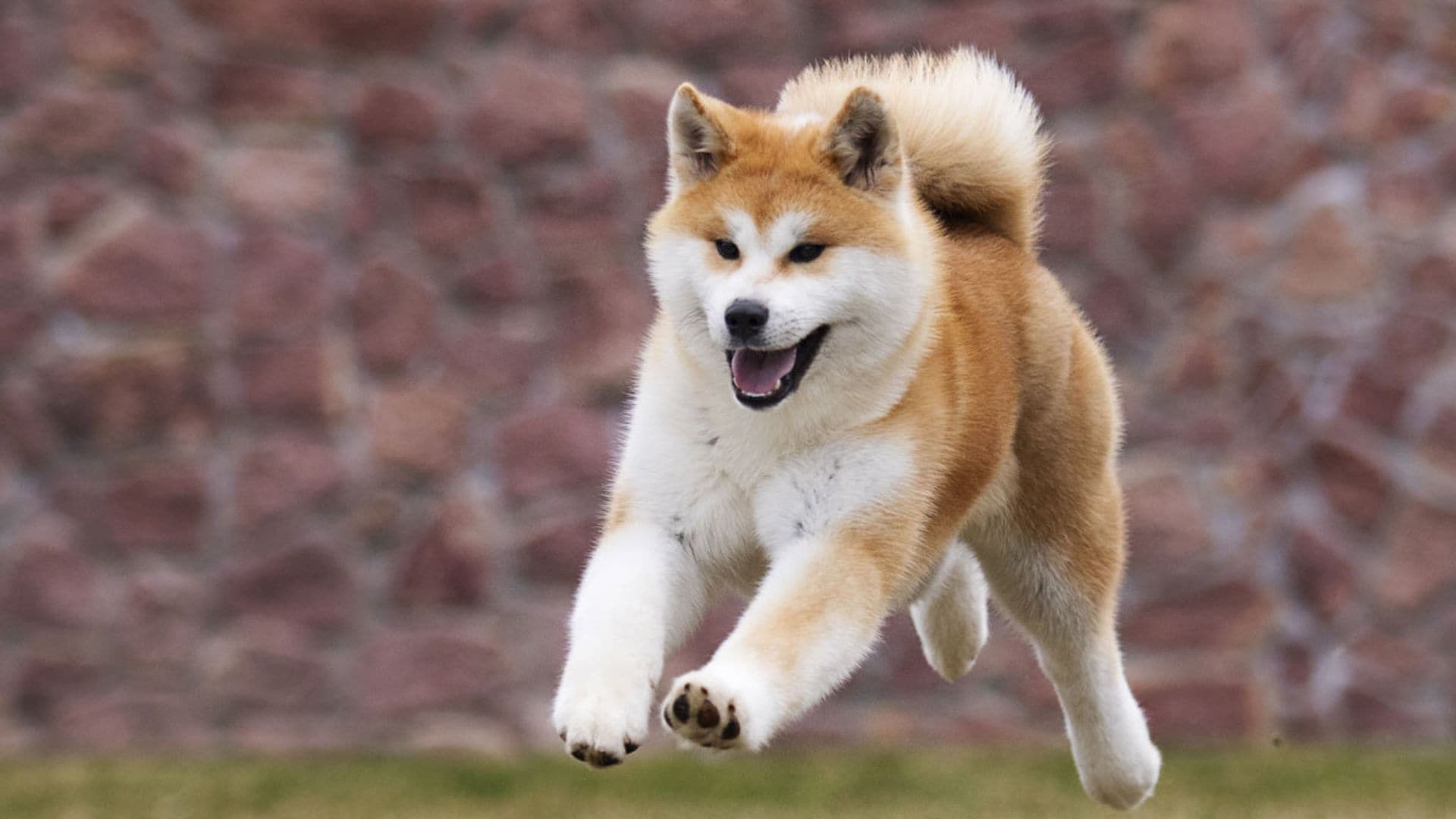 Hachiko: la conmovedora historia de un perro akita