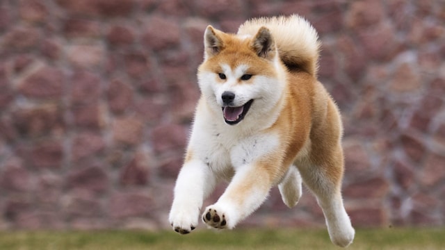 akita