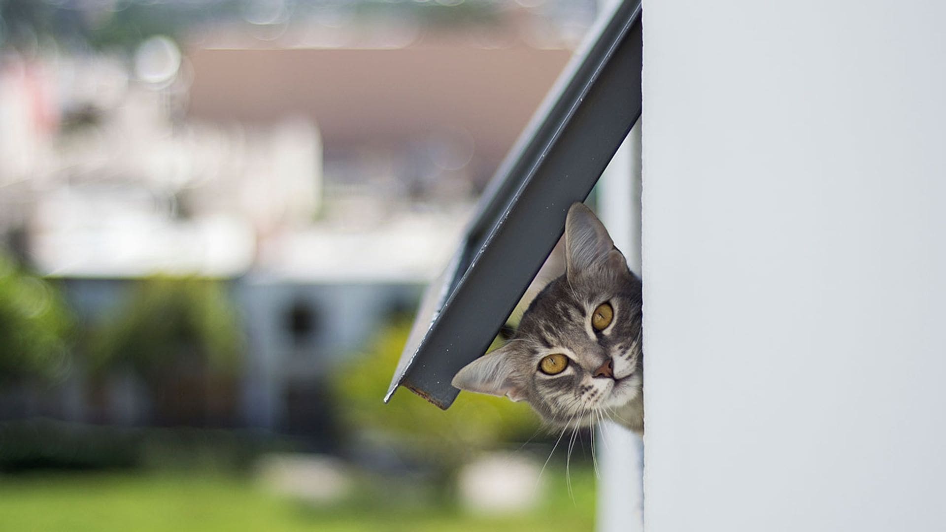 Hemos encontrado la gatera para puerta que mejor se adapta a tu mascota