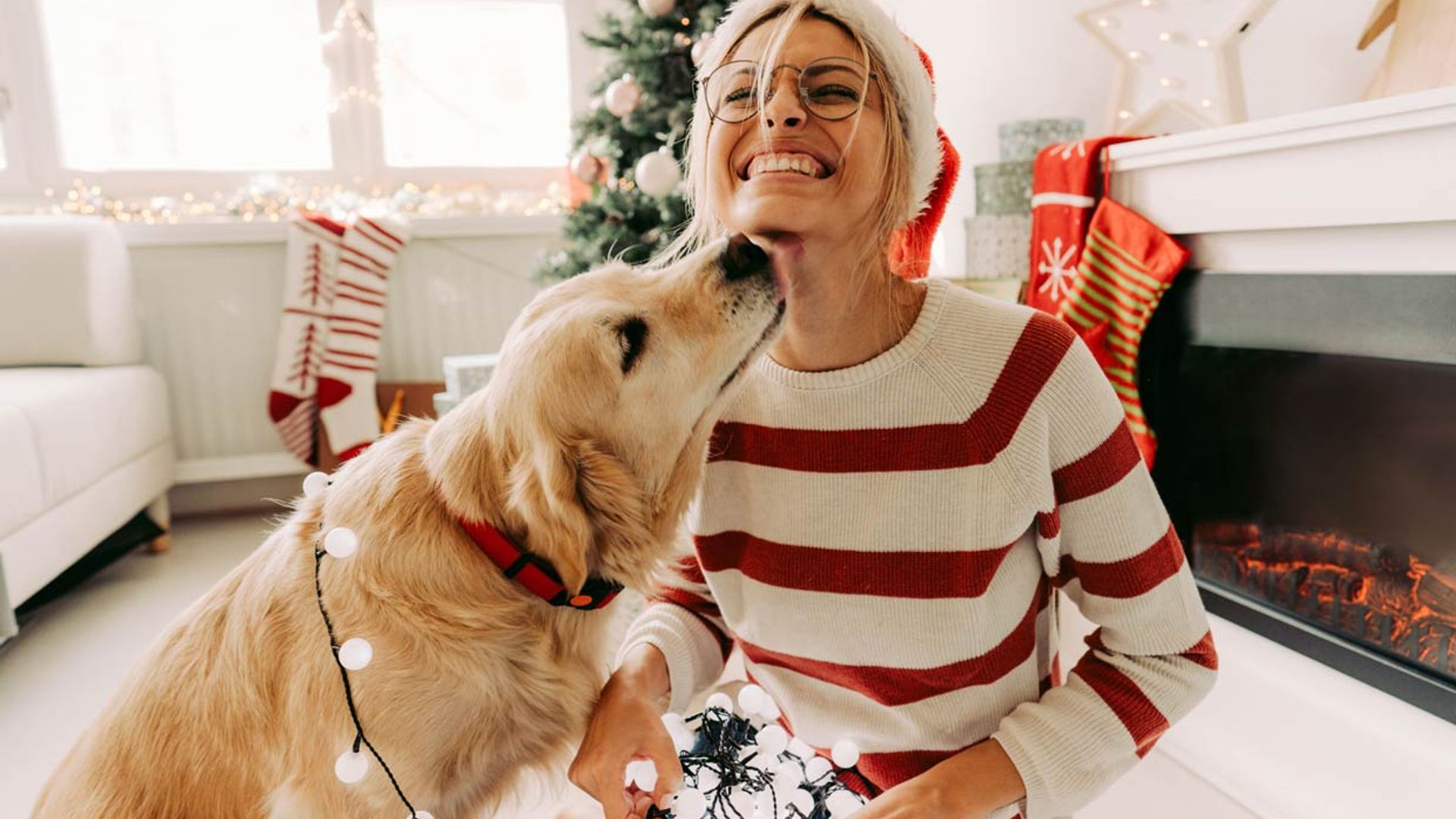 ¡Cuidado! Estos adornos y plantas navideñas son un peligro para tu mascota