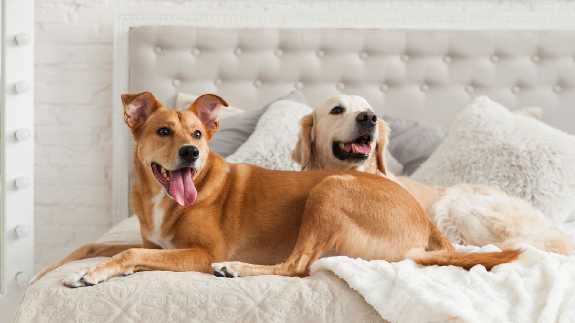Razas de perro mestizo: la mejor para adoptar