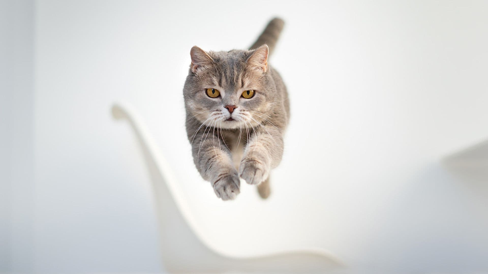 Descubre en qué consiste el FRAP, cuando tu gato echa a correr sin motivo aparente