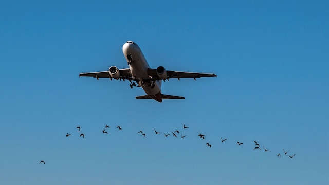 Despegue en medio de pájaros en el aeropuerto de Porto Alegre, Brasil.