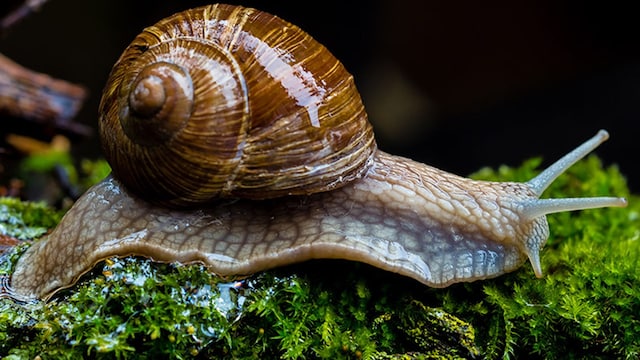 caracol