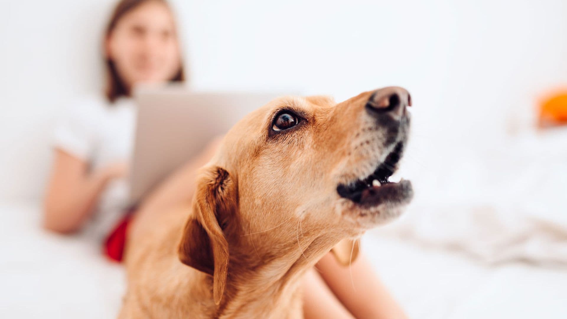 ¿Por qué mi perro ladra sin parar?