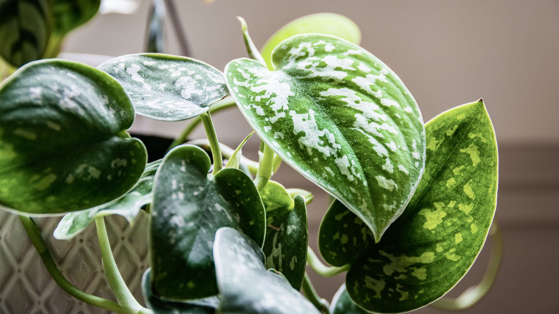 La planta de interior más fácil de cuidar y perfecta para decorar tu hogar sin esfuerzo 