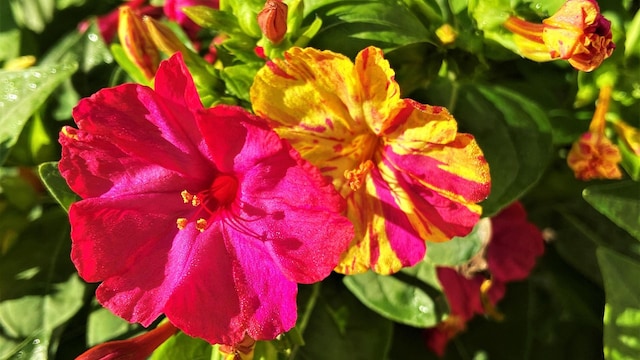 Mirabilis Jalapa o Don Diego de noche 