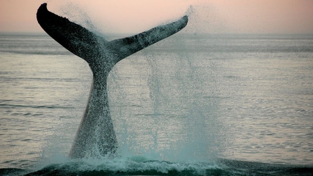 portada_cetaceos