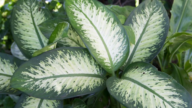 Dieffenbachia