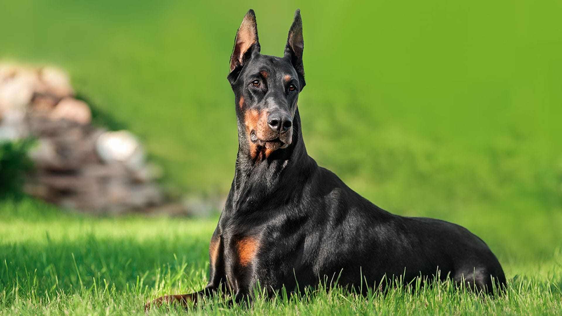 El perro dóberman, una raza de perro que ha sufrido por las falsas creencias