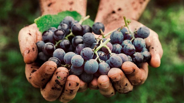 vino ecologico salud