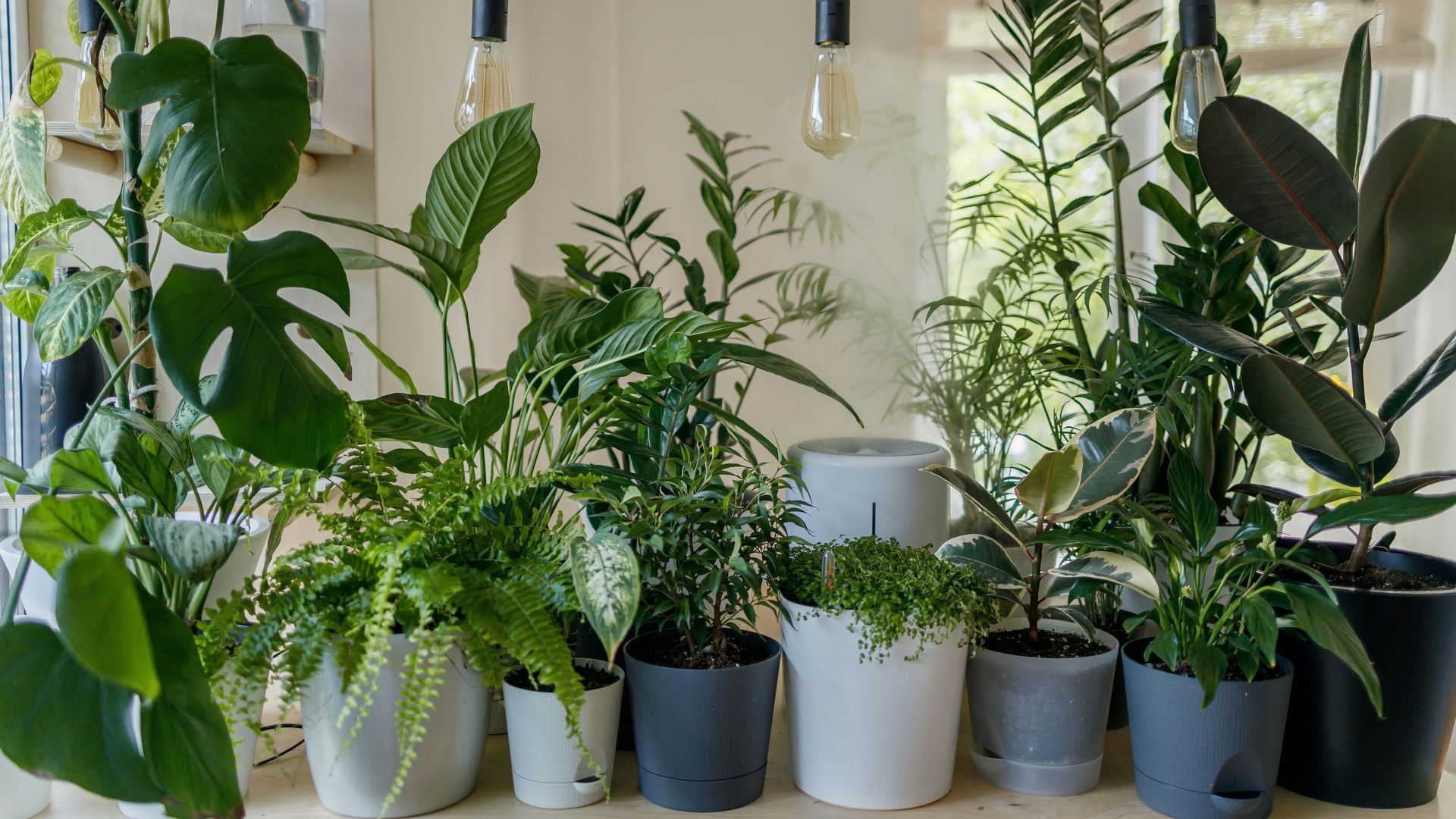 Plantas de interior