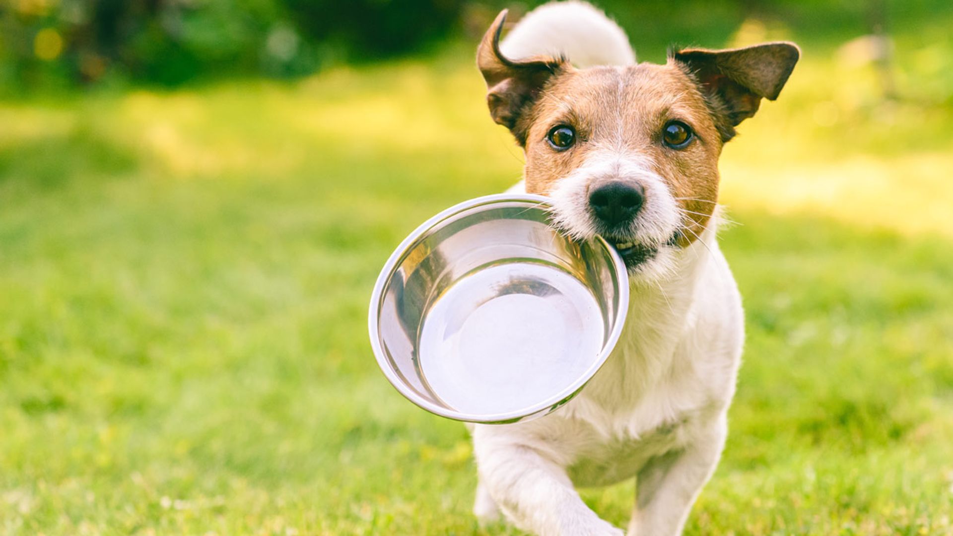 Omega 3, ¿bueno también para tu mascota?